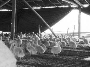 �ζ�������Ѽ�硣